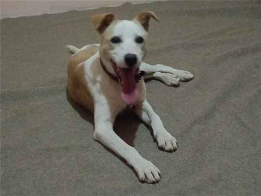 Cachorro cão para adoção Macho Grande 7 a 11 meses 
