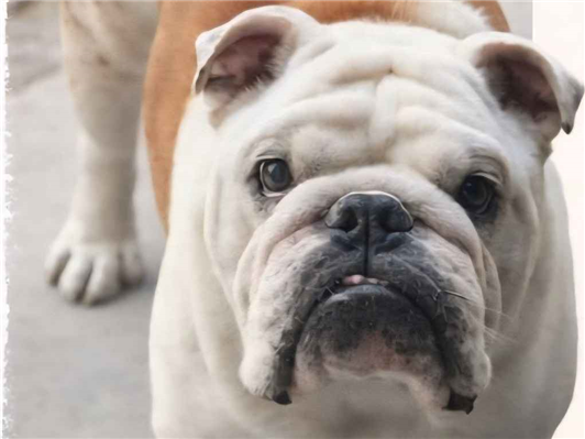 Cachorro cão para adoção Macho Médio  4 anos 