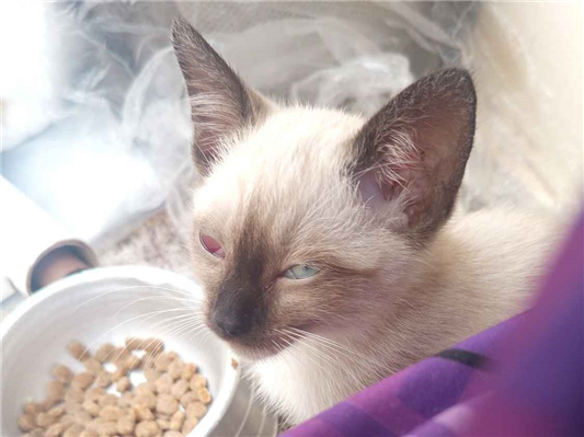 Gato para adoção Fêmea Pequeno Abaixo de 2 meses