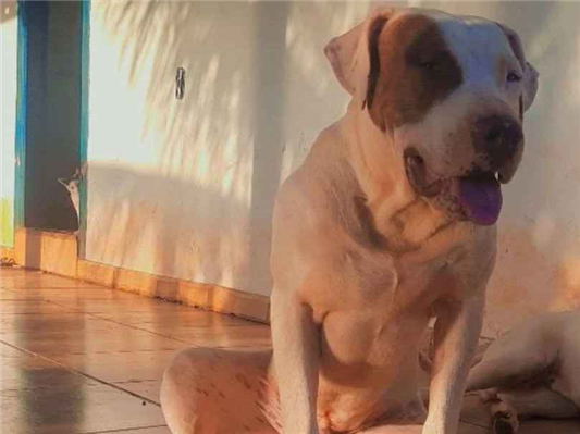 Cachorro cão para adoção Macho Grande 2 a 6 meses 