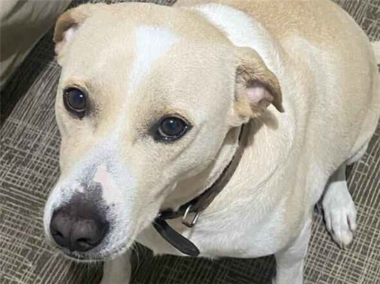 Cachorro cão para adoção Macho Médio  3 anos 