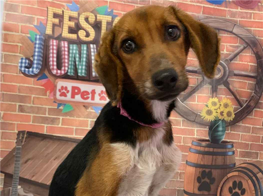 Cachorro cão para adoção Macho Médio  2 anos 