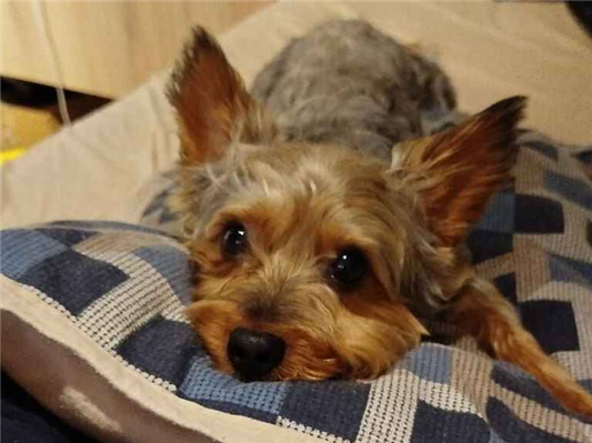 Cachorro cão para adoção Macho Pequeno 3 anos 