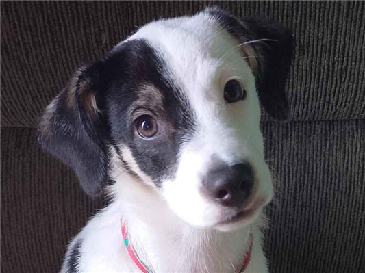 Cachorro cão para adoção Macho Médio  2 a 6 meses 