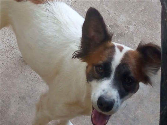 Cao Procura-Perdido Fêmea Médio 3 anos 