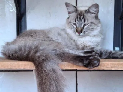 Gato SRD-ViraLata Pequeno 7-a-11-meses