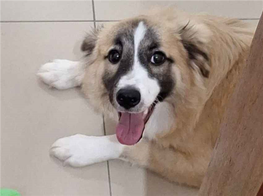 Cachorro cão para adoção Macho Médio  7 a 11 meses 