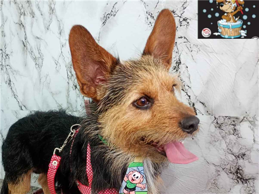 Cachorro cão para adoção Macho Médio  2 a 6 meses 