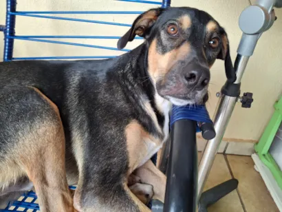 Cao SRD-ViraLata Grande 3-anos