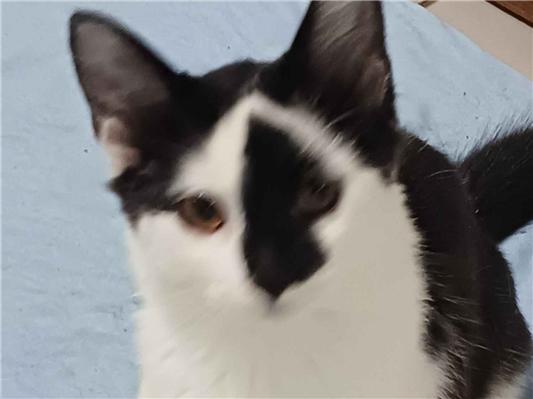 Gato para adoção Fêmea Médio 2 a 6 meses