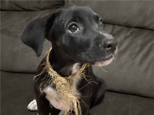 Cachorro cão para adoção Fêmea Médio  2 a 6 meses 