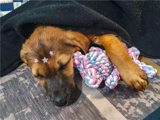 Cachorro cão para adoção Fêmea Médio  2 a 6 meses 