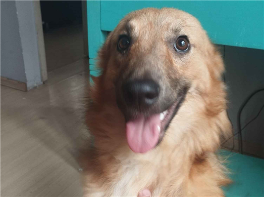 Cachorro cão para adoção Macho Médio  7 a 11 meses 