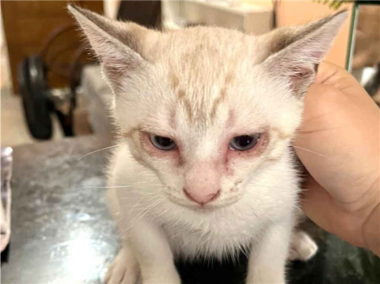 Gato para adoção Fêmea Pequeno 2 a 6 meses