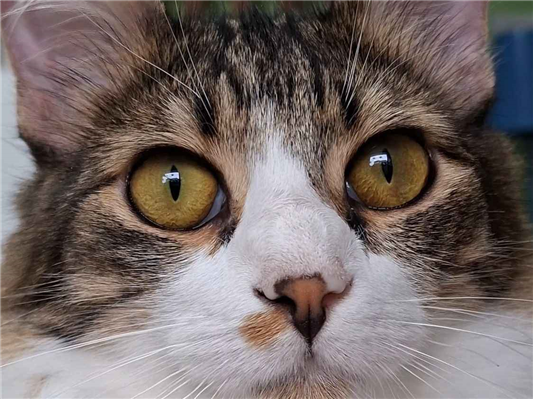 Gato para adoção Macho Pequeno 7 a 11 meses