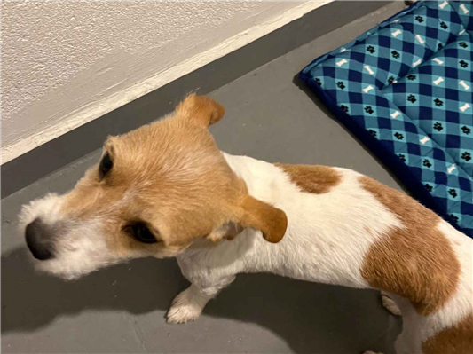 Cachorro cão para adoção Macho Médio  2 anos 