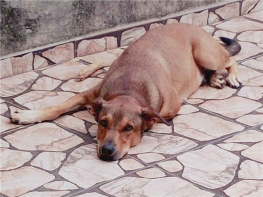 Cachorro cão para adoção Macho Médio  2 anos 