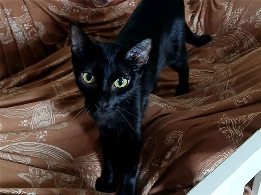 Gato para adoção Fêmea Pequeno 1 ano