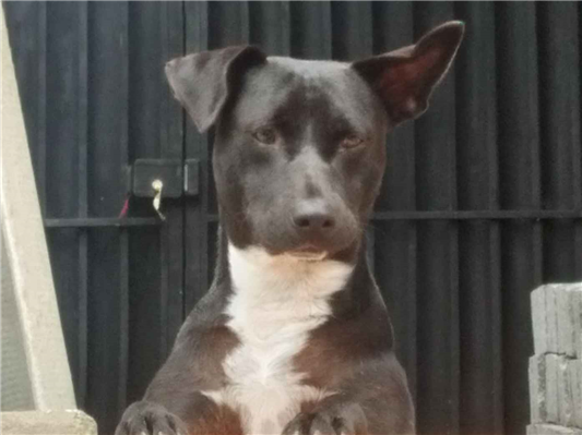 Cachorro cão para adoção Macho Médio  1 ano 