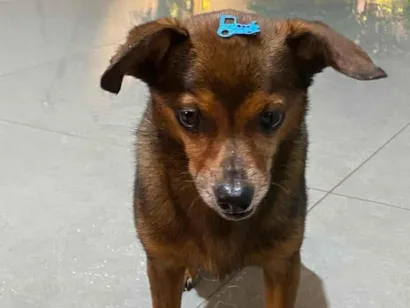 Cao Pinscher Pequeno 6-anos-Acima