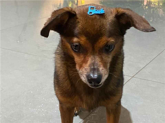 Cao - Macho Pequeno6 anos Acima