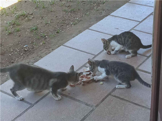 Gato para adoção Ambos Pequeno 2 a 6 meses