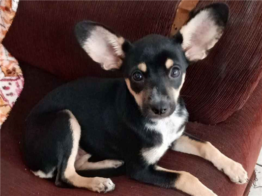 Cachorro cão para adoção Fêmea Médio  2 a 6 meses 