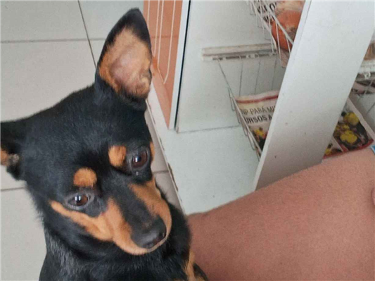 Cachorro cão para adoção Fêmea Pequeno 6 anos Acima 