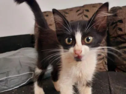 Gato SRD-ViraLata Pequeno 2-a-6-meses