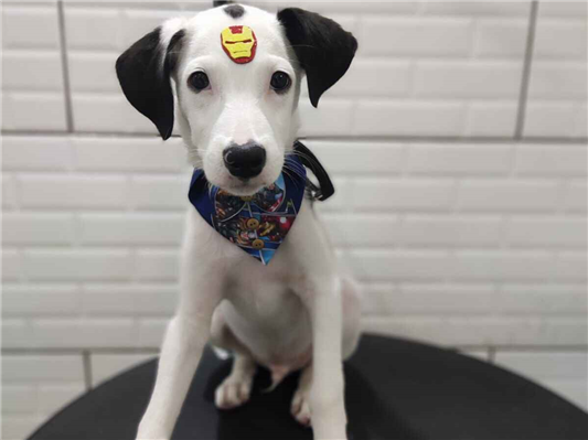 Cachorro cão para adoção Macho Médio  7 a 11 meses 