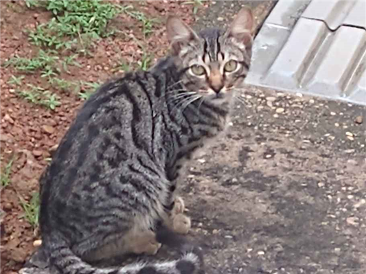 Gato para adoção Ambos Grande 2 a 6 meses