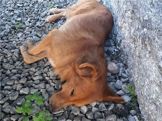 Cao - Macho Médio1 ano