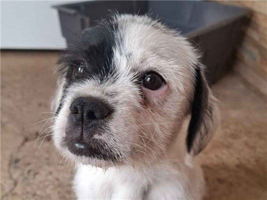 Cachorro cão para adoção Fêmea Médio  2 a 6 meses 
