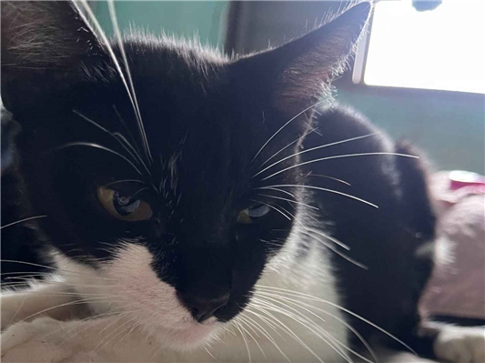 Gato para adoção Fêmea Médio 2 anos