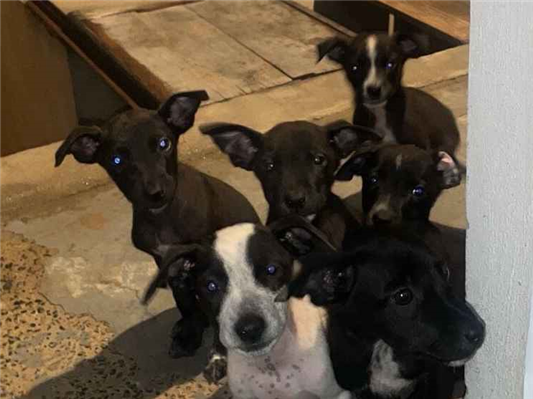 Cao - Ambos Médio2 a 6 meses