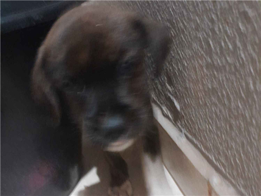 Cachorro cão para adoção Macho Pequeno Abaixo de 2 meses 