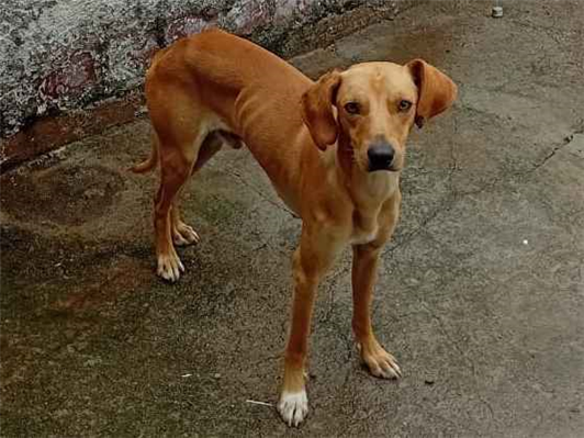 Cachorro cão para adoção Macho Médio  1 ano 