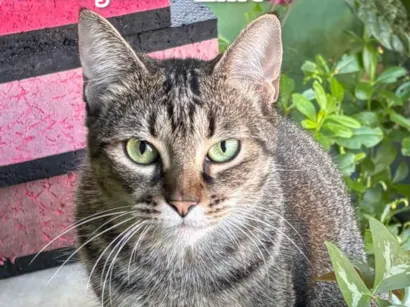 Gato SRD-ViraLata Medio 7-a-11-meses