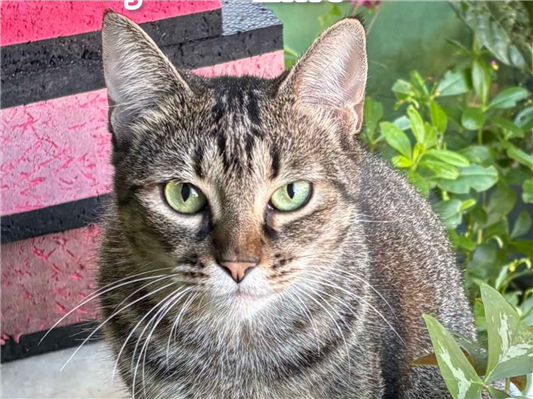Gato para adoção Fêmea Médio 7 a 11 meses