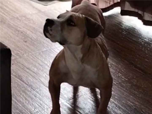 Cachorro cão para adoção Fêmea Pequeno 5 anos 