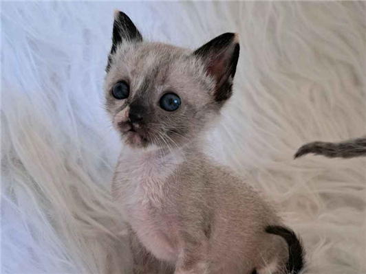 Gato para adoção Fêmea Pequeno 2 a 6 meses