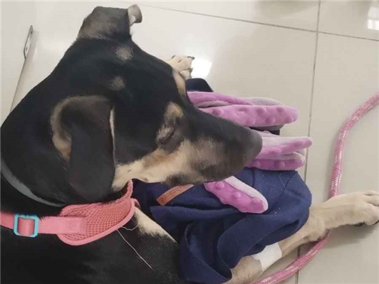 Cachorro cão para adoção Fêmea Médio  7 a 11 meses 