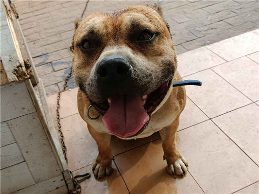 Cachorro cão para adoção Macho Médio  5 anos 