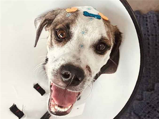 Cachorro cão para adoção Macho Médio  7 a 11 meses 