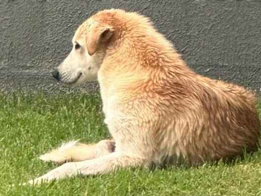 Cao - Macho Médio5 anos