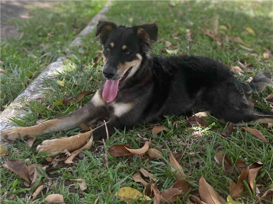 Cachorro cão para adoção Macho Médio  1 ano 