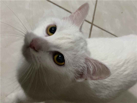 Gato para adoção Fêmea Médio 2 a 6 meses