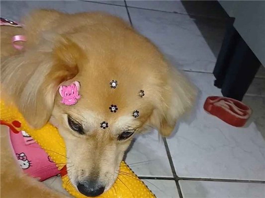 Cachorro cão para adoção Fêmea Médio  1 ano 