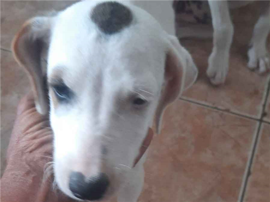 Cachorro cão para adoção Fêmea Médio  2 a 6 meses 