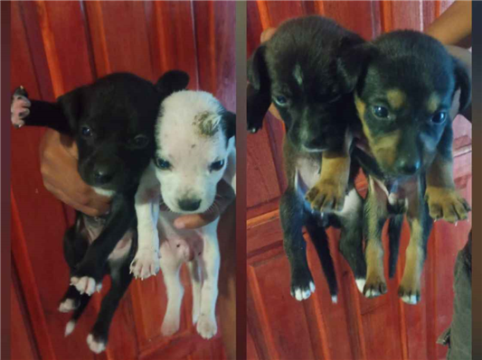 Cachorro cão para adoção Ambos Pequeno 2 a 6 meses 